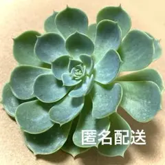 多肉植物 七福神 抜き苗 - メルカリ