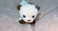 【タグ付き】シャムねこ　ぬいぐるみ　たけのこ　ジョイフルメイト　猫