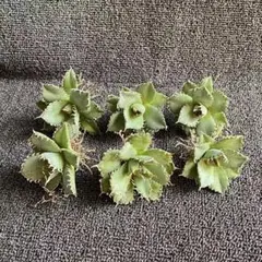 多肉植物アガベ チタノタ フィリグリー 圓葉拇指 美株 4株同梱 - メルカリ
