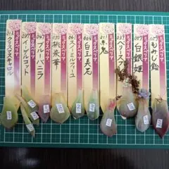 2026年最新】葉挿しの人気アイテム - メルカリ