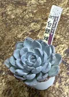 2026年最新】礼賛の人気アイテム - メルカリ