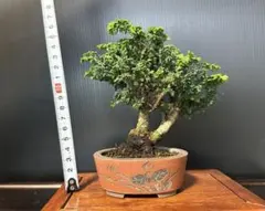 石化檜 盆栽のサムネイル