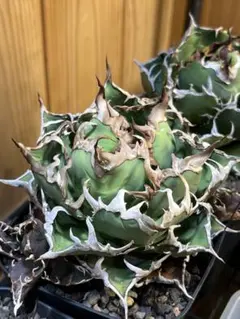 超特選 美大株 アガベチタノタ 凱旋 シーザー 強鋸歯 低重心 選別株 9 超特選 美大株 アガベチタノタ 凱旋 シーザー 強鋸歯 低重心