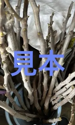 2026年最新】穂木 イチジクの人気アイテム - メルカリ