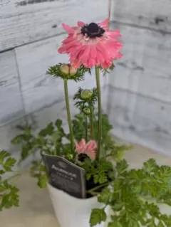 【現品・ポットまま発送】超希少　アネモネクラシカルピンクサーモンピンク㉛