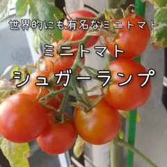 ぶーくん様 リクエスト 2点 まとめ商品