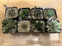 多肉植物 ハオルチア等 まとめ セット 8種類