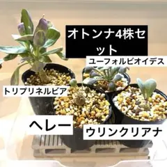 オトンナ4株セット　へレー　ユーフォルビオイデス　ウリンクリアナ　等　鉢ごと実生のサムネイル