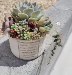 ㊽多肉植物　寄せ植え♡ リメ缶の中身全て　発根管理中♪ おもち　こうめ　ざらめ