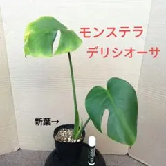 몬스테라 “델리시오사” 화분 묘목 제거 묘목 출하