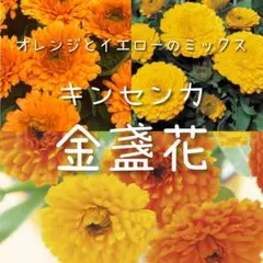 【キンセンカのタネ】50粒 種子 種 金盞花 切り花にも 花