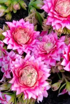 siso様 リクエスト 2点 まとめ商品