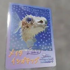 鳥羽水族館 コレクションカード メイタイシガキフグ 。1枚。