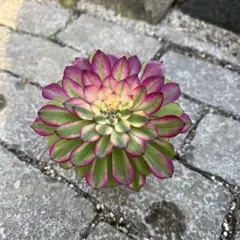 2026年最新】アエオニウムの人気アイテム - メルカリ