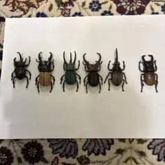 2026年最新】標本 クワガタの人気アイテム - メルカリ