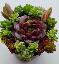 【抜き苗・カット苗】多肉植物　ミニ寄せ植えセット⑦のサムネイル