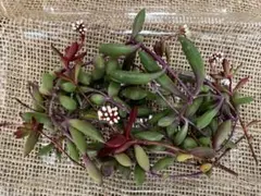 紅稚児5本　ルビーネックレス　多肉植物 カット苗