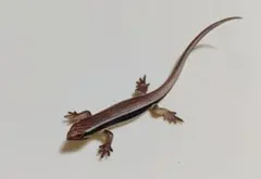 ニホンカナヘビのマグネット ネイチャーテクニカラーMONO　ガチャガチャ