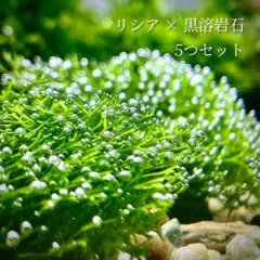 【新鮮！巻きたて発送】リシア 黒溶岩石 5このサムネイル