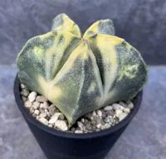 アストロフィツム ランポー玉錦 抜き苗