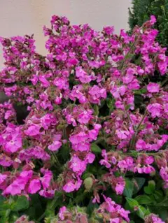 こころ様 リクエスト 2点 まとめ商品