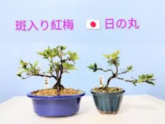 大人気 ‼️ 日の丸 皐月盆栽 さつき盆栽 サツキ盆栽 - メルカリ