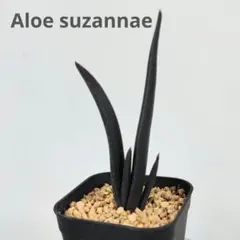 メルカリ便発送☆多肉植物 アロエ属 ラスタ アロエ アリスタータ 綾錦 多肉植物 - メルカリ