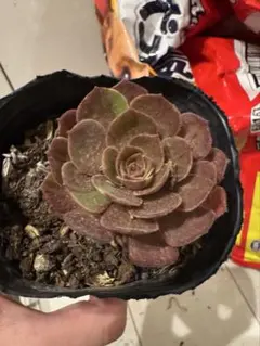 多肉植物アエオニウム錦❤️ 花月夜❤ 状態図 多肉植物アエオニウム錦❤️グリーンファイアー錦碧火