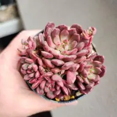 2026年最新】多肉 ピンクルビーの人気アイテム - メルカリ