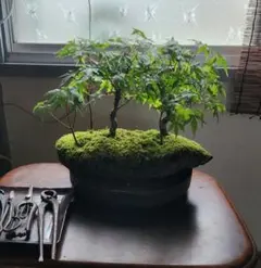 盆栽 トウカエデ 幹太 懸崖風 鉢植え 盆栽 トウカエデ 幹太 懸崖風 鉢植え - メルカリ