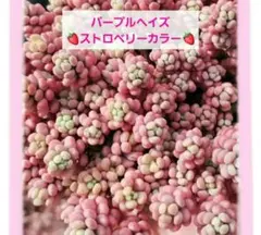 (27)【 パープルヘイズ ストロベリーカラー 】カット苗 ai彩さん 多肉植物