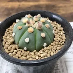 アストロフィツム　瑠璃兜　綴化　2頭　ダブルヘッド アストロフィツム 瑠璃兜 綴化 2頭 ダブルヘッド 種子] アストロフィツ