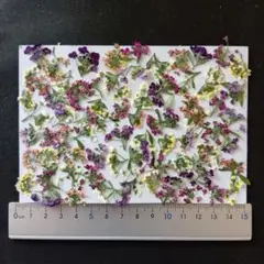 押し花　素材　花いろいろ(アリッサム)(80枚)　D