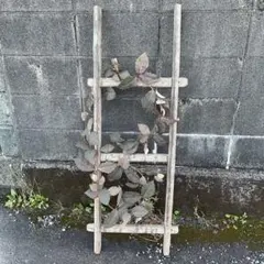 木　はしご　梯　ガーデン雑貨　店舗什器　レトロ　ジャンクガーデン　ディスプレイ