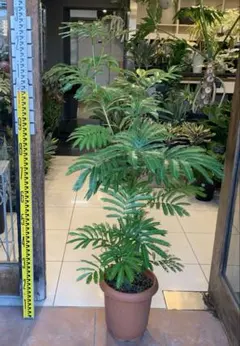 2025年最新】エバーフレッシュ大型の人気アイテム - メルカリ