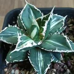 2025年最新】チタノタ 狼人の人気アイテム - メルカリ