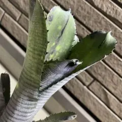 ブロメリア　billbergia talbot my girl ブロメリア billbergia talbot my girl - メルカリ