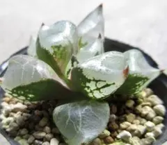 2025年最新】ハオルチア氷皇の人気アイテム - メルカリ