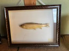 岩魚の剥製 約40cm 木製フレーム 2025年最新】イワナ剥製の人気アイテム - メルカリ