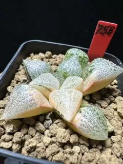 95b 多肉植物 ハオルチア 稲妻万象錦 自家繁殖 抜き苗発送 - メルカリ