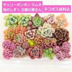 2026年最新】めでるさんの人気アイテム - メルカリ