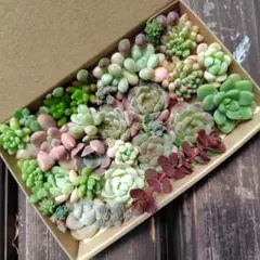 多肉植物　カット苗　多肉弁当　寄せ植え　詰め合わせ