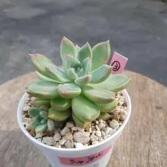 多肉植物。シャネル 法師錦抜き苗 現物 多肉植物 シャネル 抜き苗 | るる農園~多肉植物専門