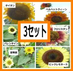 ひまわりの種６種類　３セット