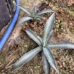 アガベ アメリカーナ エクスパンサパリーダ