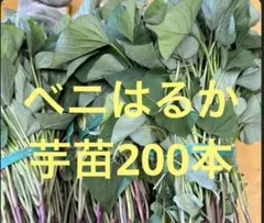 紅はるか苗80本➕8本 - メルカリ