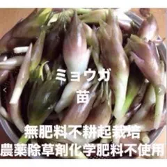 ミョウガ　茗荷　3〜4苗　地下茎　みょうが　自然栽培　自然農法　匿名