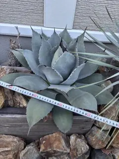 2026年最新】アガベ パリー 大株の人気アイテム - メルカリ