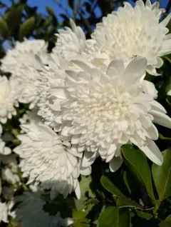 2025年最新】挿し穂の人気アイテム - メルカリ