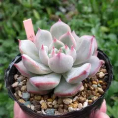 のん様 リクエスト 5点 まとめ商品